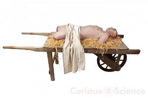 Victorian Teaching Cadavre